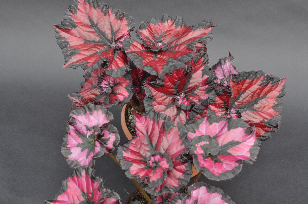 B. ‘Steve's Leaves Mirto’